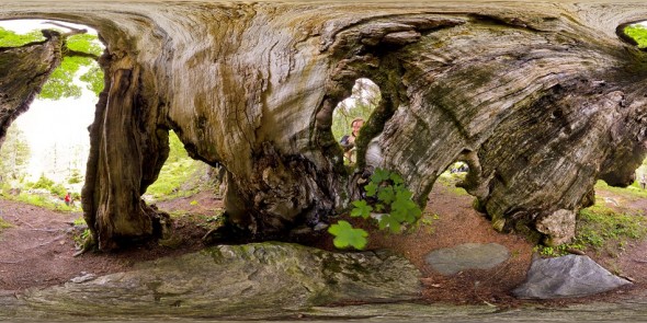 In einem alten Baum Nahe der Vögeialm 2011, 360 Grad Panorama
